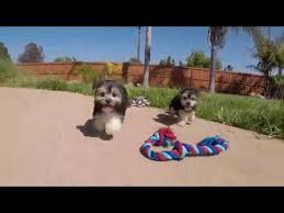 We did not find results for: Maltese Puppies For Sale In Louisiana 07 2021