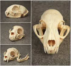 Start studying cat skull anatomy identification. Bobcat Skull Wolf Skull Skull Skull Engagement Ring