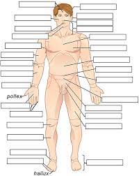 May 31, 2021 · the major muscles that produce movements of the hip joint are categorized into functional groups; Free Labeling Of Body Movements Trendings Today Free Labeling Of Body Movements 15 Free Body Diagram Templates Sample Example Format You Could Not Unaided Going Gone Book Amassing Or Links To