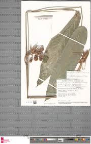 Image result for Sarcophrynium