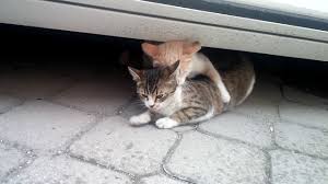 Kedi Ciftlesmesi Nasil Olur Youtube