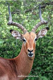 Wild Animals Kenya The Herbivores Of The Savannah Going On Safari Animals Wild Wildlife Photography Animals
