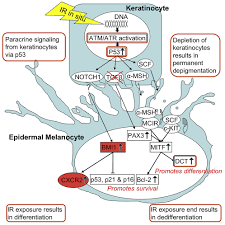 Human cutaneous interfollicular melanocytes differentiate temporarily under  genotoxic stress: iScience