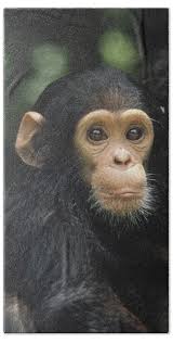 Beginnings Hand Towels for Sale by Animals and Earth