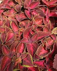 Image result for Coleus thyrsoideus