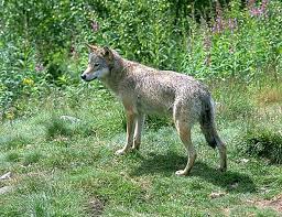 Il sert principalement à communiquer la position des autres , à permettre le regroupement pour la chasse, à assurer la cohésion du groupe. Definition Loup Gris Canis Lupus Futura Planete