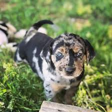 The blue heeler is an australian herding breed. Which Of These Catahoula Mixes Should You Get As Your New Dog K9 Web