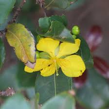 Image result for Ochna manikensis