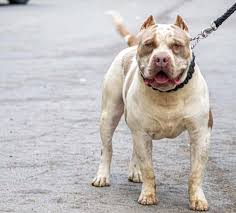 With their breeder, waiting for you! Bullie Kennels Family Run Kennel Based In Bristol United Kingdom