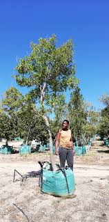 Image result for Combretum kraussii