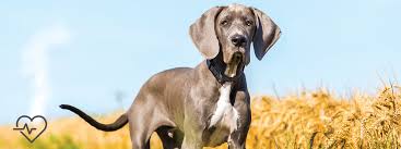 Both parents registered with canine sa, from german bloodline. Giant Expectations Nutrition For The Large Breed Puppy