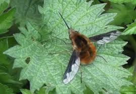 Butterflies are distinguished from moths by having clubbed or dilated antennae, holding their wings erect when at rest, and being active by day. Dark Edged Bee Fly Naturespot