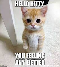 If one points in front of a wolf, the wolf looks at your hand. Cute Cat Meme Imgflip