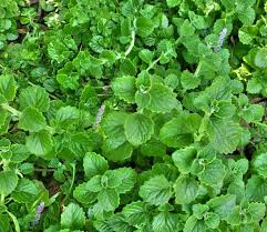 Image result for Coleus amboinicus