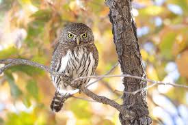 Image result for Gnidia hockii