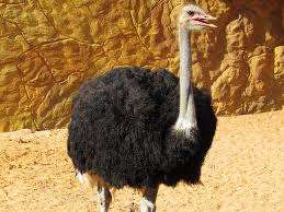 For people whom we do not know or we consider higher in status (e.g. Haggard Hawks On Twitter Ostrich Derives From A Greek Word Meaning Camel Sparrow