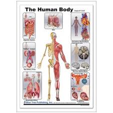 This is a table of skeletal muscles of the human anatomy. Human Body Anatomical Chart