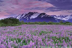 Check spelling or type a new query. These 6 Beautiful Pictures Will Make You Miss Alaska I Love Alaska