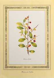 Image result for Rhamnus staddo