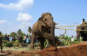 The story of how elephant Chinna Thambi ...