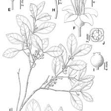 Image result for Memecylon torrei