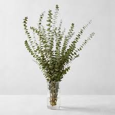 You don't need those fancy flower food packets or special mixtures. Spiral Eucalyptus Branches Williams Sonoma