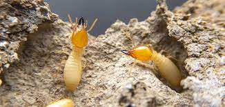 Maybe you would like to learn more about one of these? Pest Wildlife Rodent Control Services Flower Mound Pest Control Llc