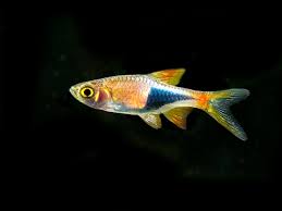 Top 25 Freshwater Aquarium Fish List In Land Aquatics