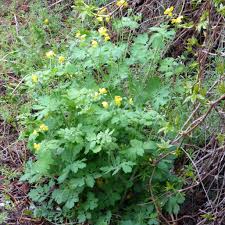 Schollkraut Unkraut Oder Doch Nutzlich In 2020 Schollkraut Pflanzen Unkraut