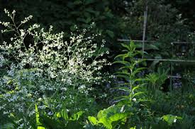 Image result for Crambe