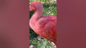 Scarlet Ibis