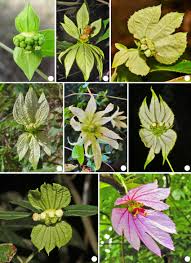 Image result for Dalechampia