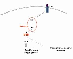 Image result for MEK Inhibitor