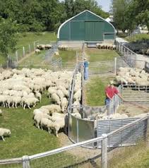 Farm barn plans are very aesthetically pleasing and optimize small spaces for the. 70 Sheep Barn Ideas Goat Barn Goat Farming Goat Pen