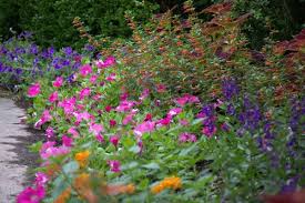 Nice long stems make these the perfect flowers for cutting and putting in to live flower bouquets. 17 Tall Annuals For The Middle Of The Border Proven Winners
