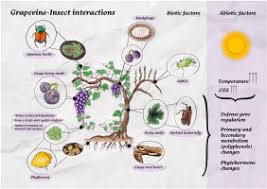 Image result for Tetranychidae grapevine