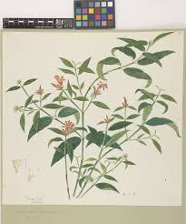 Image result for Crossandra greenstockii