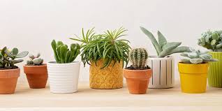 Indoor plant pots by colour open submenu. Terracotta Vs Ceramic Pots Which Is Better For Your Houseplants Visit The Plant Experts At Platt Hill Nursery