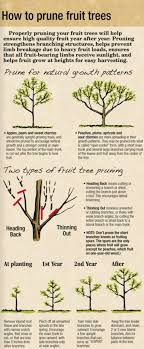 How to prune fruit trees. 71 Pruning Fruit Trees Ideas Pruning Fruit Trees Fruit Trees Tree Pruning
