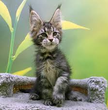 Kittens will be ready for their new families and homes end of february/ first week of march. Pin On Maine Coon Cats