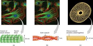 Animal cells come in all kinds of shapes and sizes, with their size ranging from a few millimeters to micrometers. The Nucleus And Cytoplasm Anatomy And Physiology