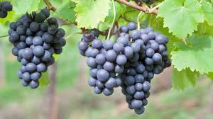 Image result for grape pruning