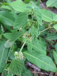 Image result for Leucas glabrata