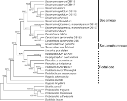 Image result for Holubia saccata