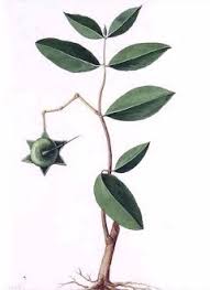 Image result for Sonneratia