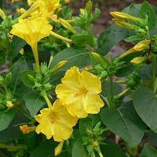 Nocturnal moths and other nighttime pollinators are attracted to their nectar. Four O Clock Seeds Yellow Flower Seeds In Packets Bulk Eden Brothers