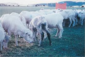 Ovine Johne S Disease Agriculture And Food