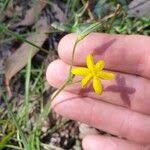 Image result for Urochloa eminii