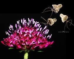 Image result for Senecio milanjianus