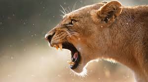 lions female angry female lion wild cats animals wild